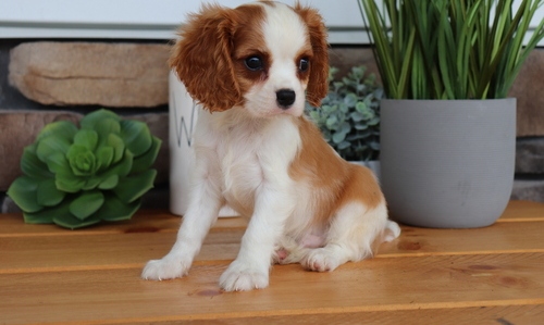 Healthy cavalier king charle  Puppies ready now