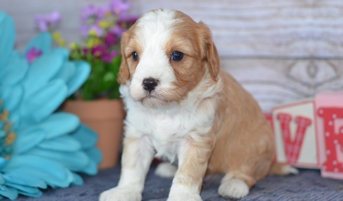 Quality Golden cavapoo puppies for sale