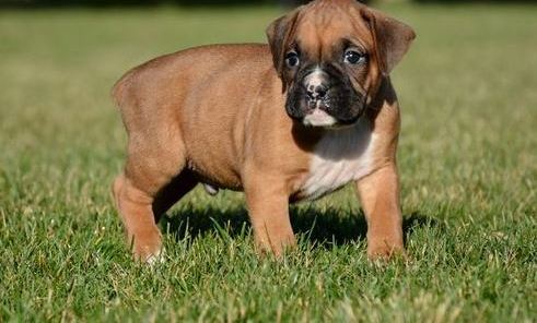 Quality boxer  puppies for sale ready now