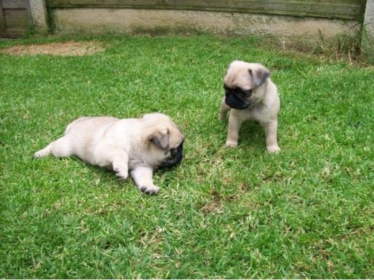 Male and female pug  pup ready now