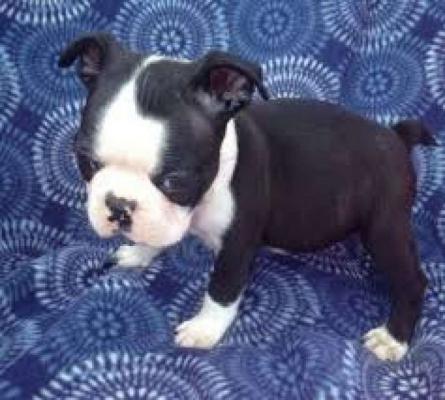 Quality boston terrier puppies for sale ready now