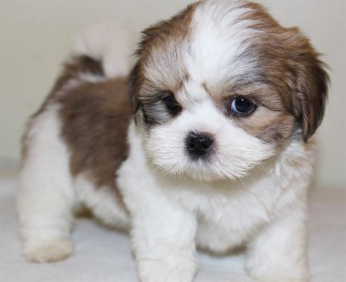Quality Golden Lhasa apso puppies for sale