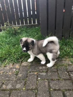 Quality Golden akita puppies for sale