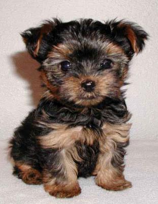 Male and female yorkshire terrier  pup