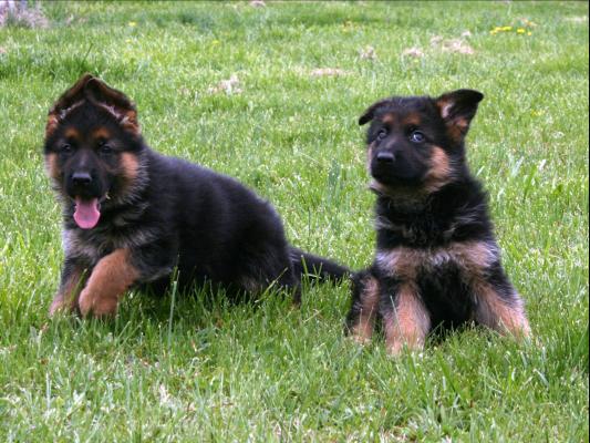 Quality Golden German shepherd   puppies for sale