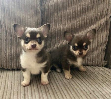 Quality Golden chihuahua puppies for sale