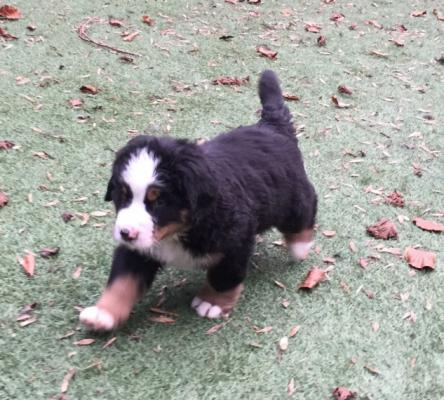 Quality  bernese mountain dog puppies for sale