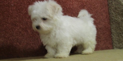Healthy maltese male and female  Puppies