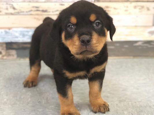 Quality Golden Rottweiler  puppies for sale