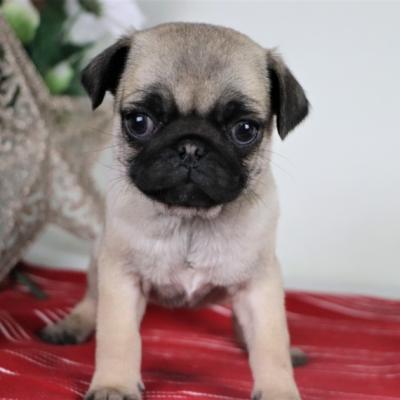 Healthy Golden pug  Puppies ready now