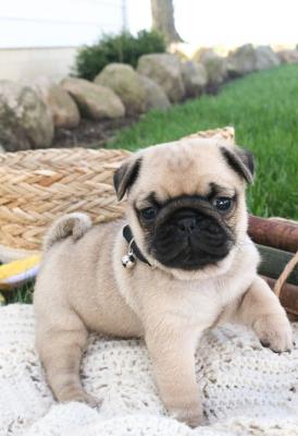  Gorgeous Fawn Pug Puppies 