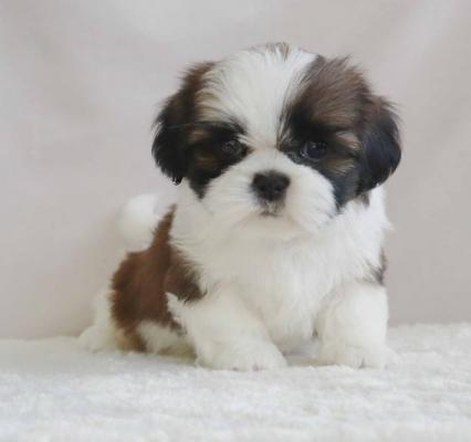  A Lovely Shih Tzu Boy Is Looking For A New Home 
