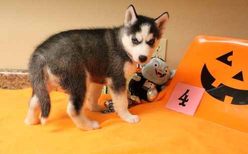  Siberian Husky Puppy With Blue Eyes For Sale 