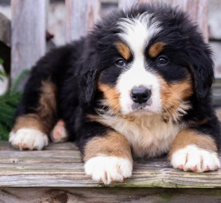 Bernese Mountain puppies for sale