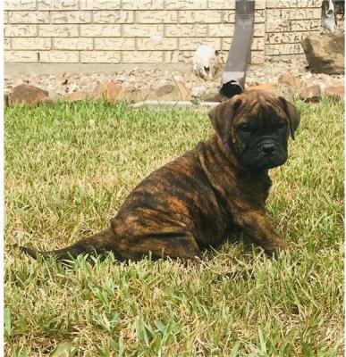 lovely Bull mastif puppies for sale