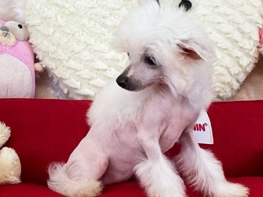 Chinese Crested puppies for sale