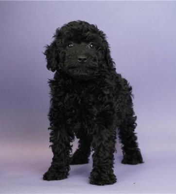 Miniature Poodle puppies for sale