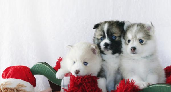 Affectionate Pomsky puppies available