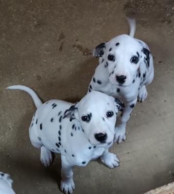 Dalmatian Puppies 