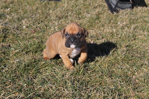 happy babys BOXER puppies for sale