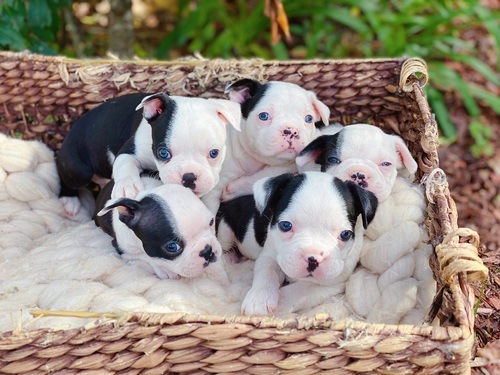 Amazing companions boston terrier puppies for sale