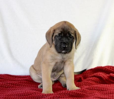 fully weaned perfect mastiff puppies for sale