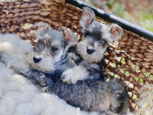 JUST 2 miniature schnauzer puppies for sale
