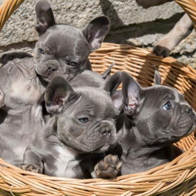 ow-quality French Puppies