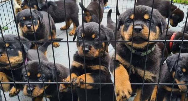 Rottweiler Puppies Girls and boys For Sale