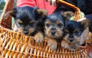 Yorkshire Terrier Puppies .