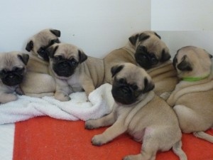 Pug Puppies Ready to go home 