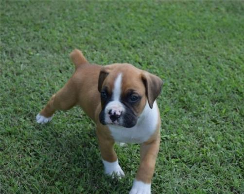6 Beautiful Male boxer g ready now