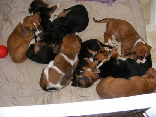 Basset Hound Puppies 