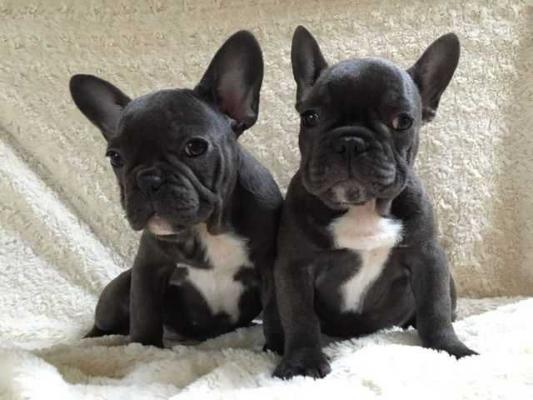 French Bulldog puppies for rehoming 