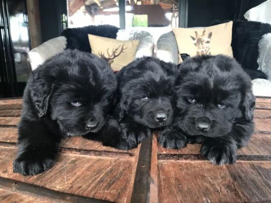 Newfoundland puppies ready 