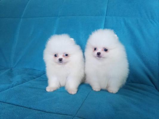 Boy & Girl Kc Pomeranians 