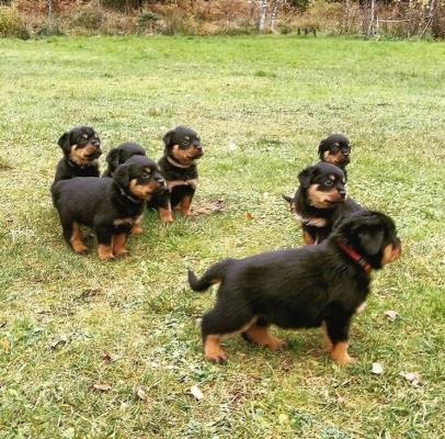 Rottweiler Puppies 