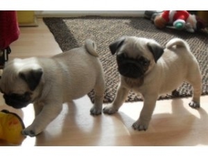 Pug Puppies Ready to go home 