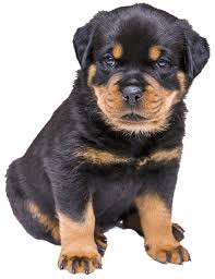 8 Beautiful Male Rottweiler  ready now