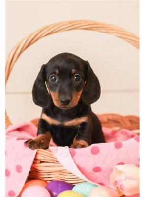Dachshund, Mini puppies for sale