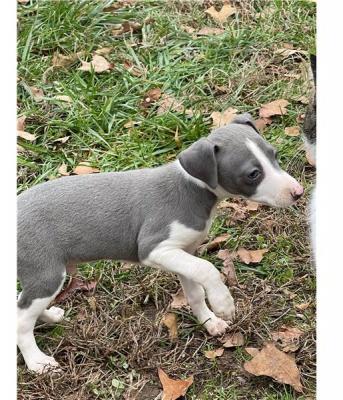 Italian Greyhound puppies for sale