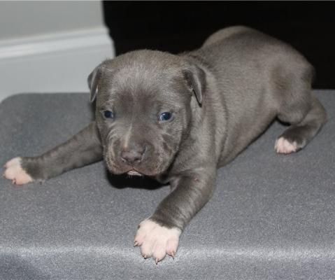 Staffordshire Bull Terrier puppies for sale