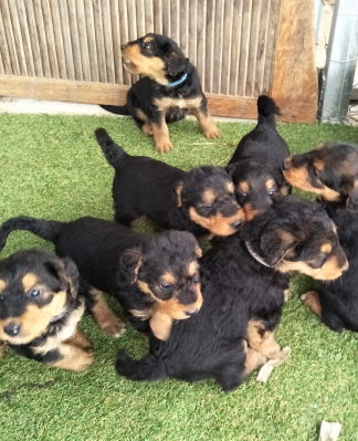 Beautiful Airedale Puppies!