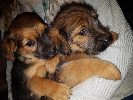  Terrier puppies 