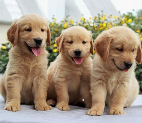 Golden Retriever Pups.