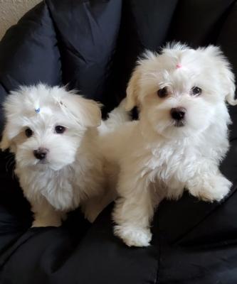 male and female maltese Â Puppies 