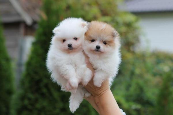 Stunning Pomeranian Puppies