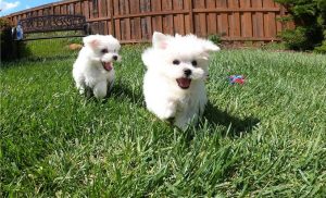 Cute Toy Pomeranian Puppies available