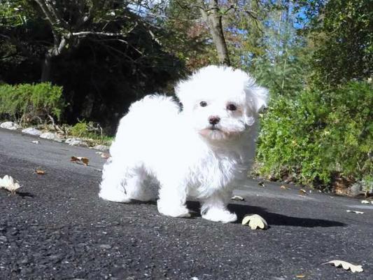 6 Beautiful Male and female maltese   ready now