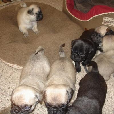 Pug Puppies Ready to go home